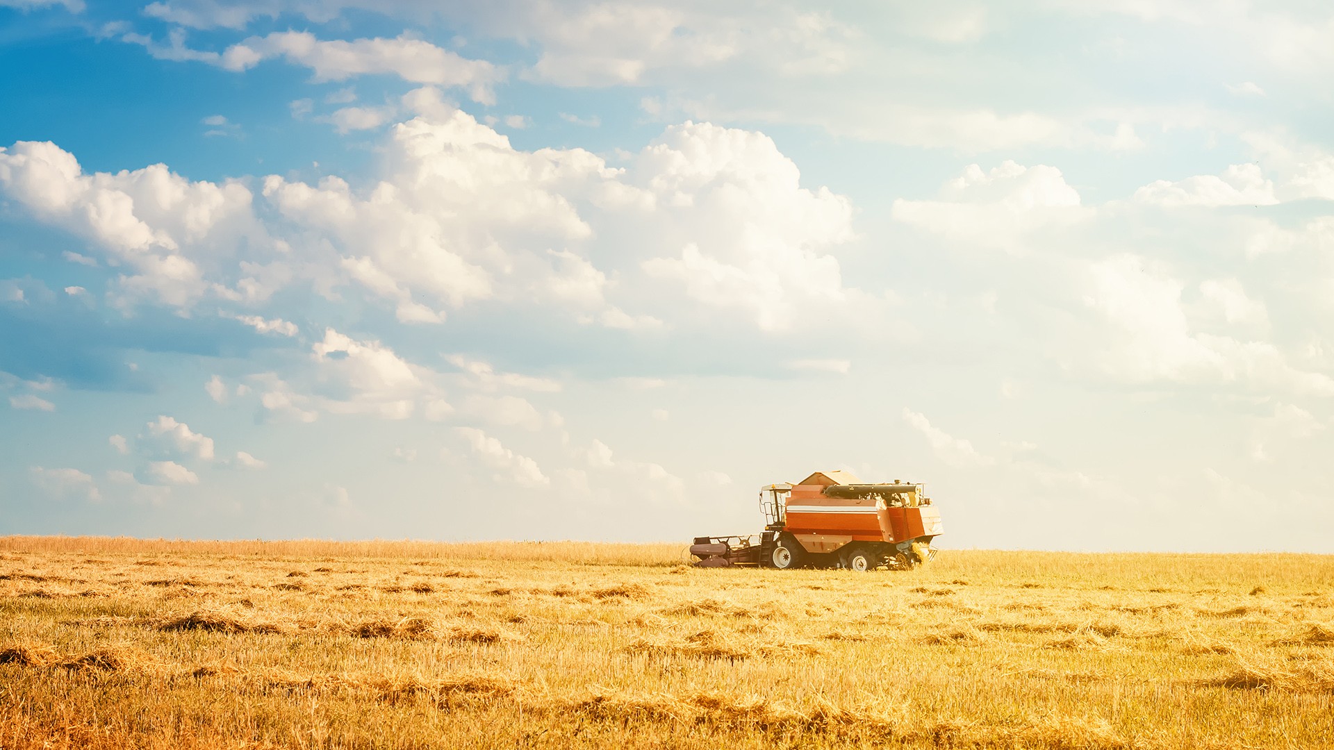 Read more about the article Keep the Green Out of the Potato