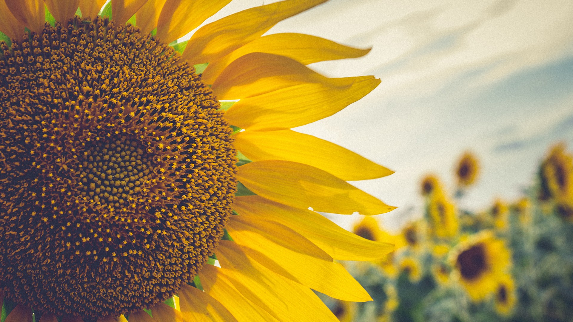 Read more about the article Healthiest Beans and Legumes