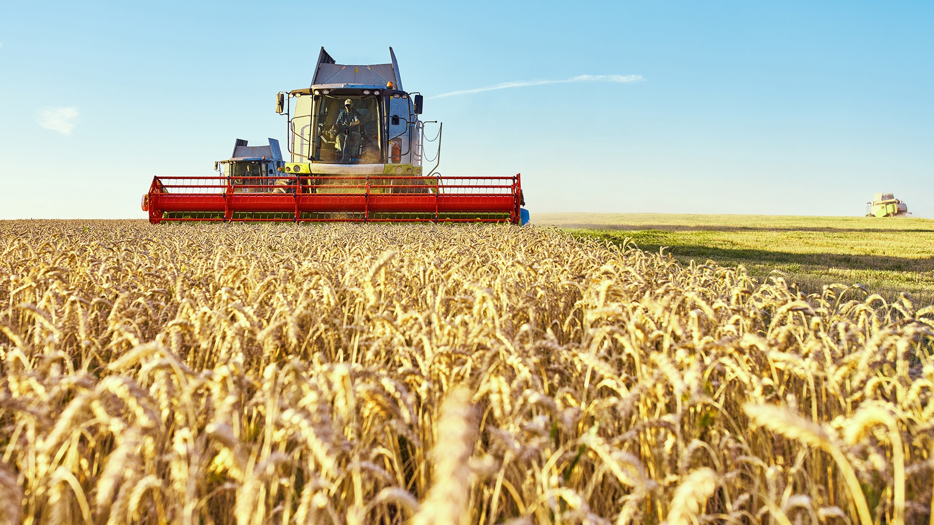 Read more about the article Healthiest Vegetables on Earth