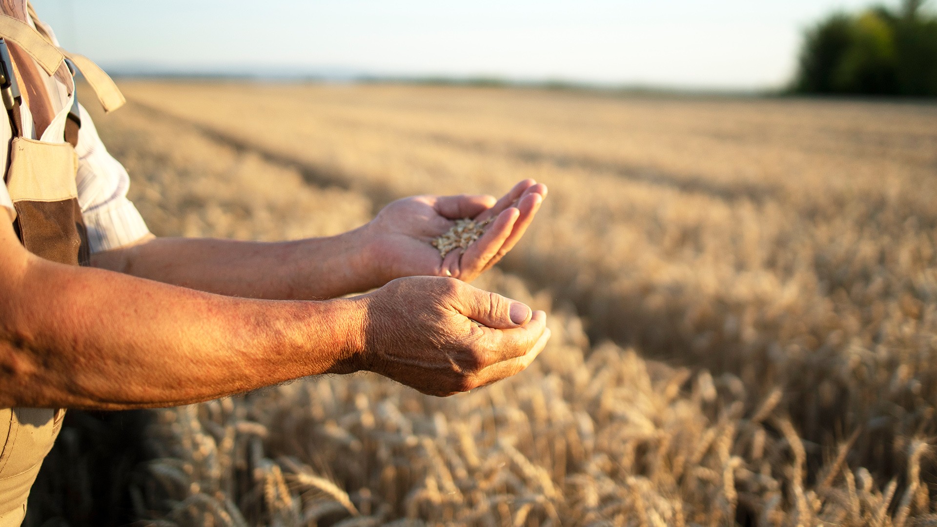 Read more about the article A Healthier Cooking Oil