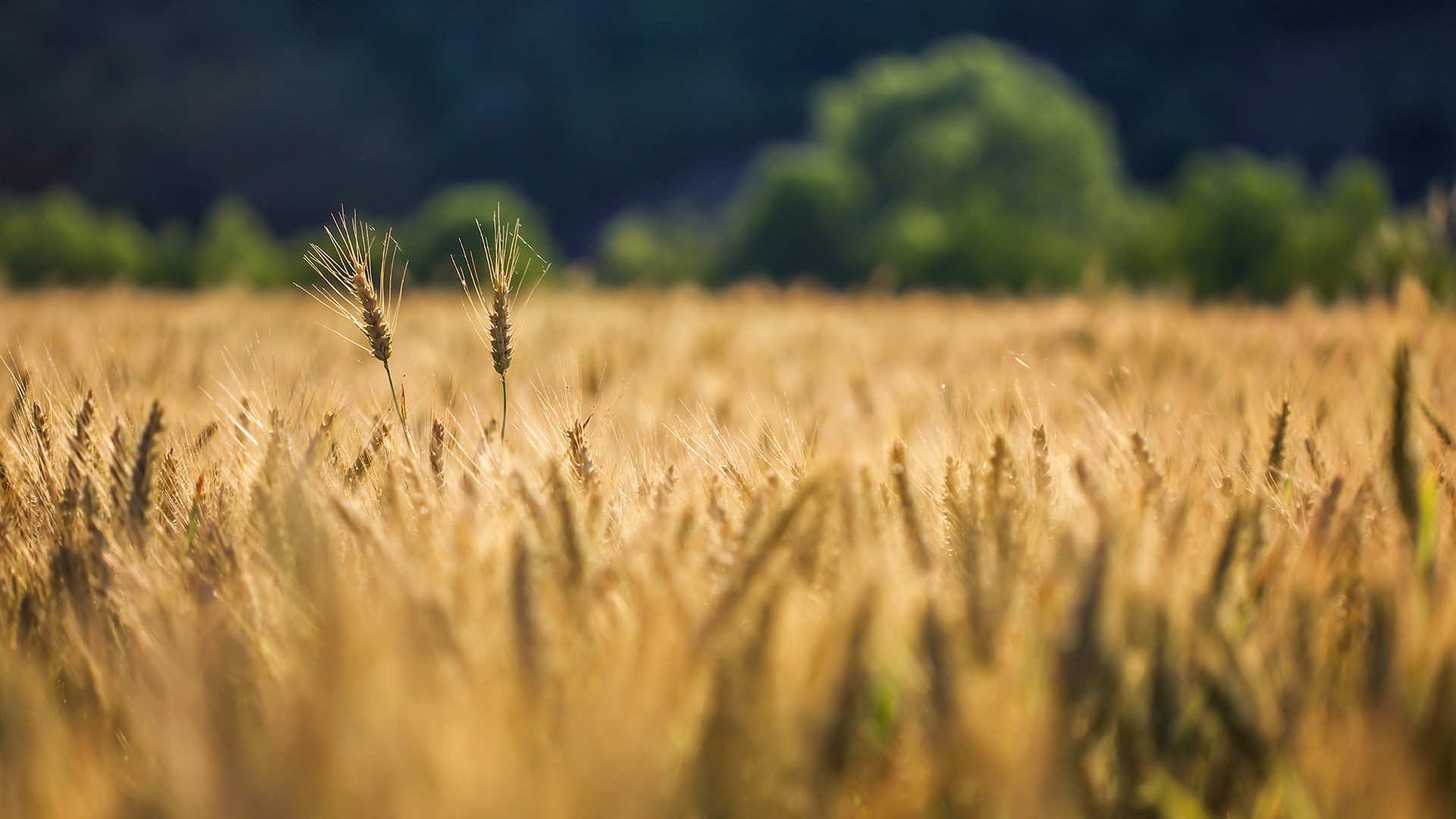 Read more about the article This Doctor Is Also a Farmer