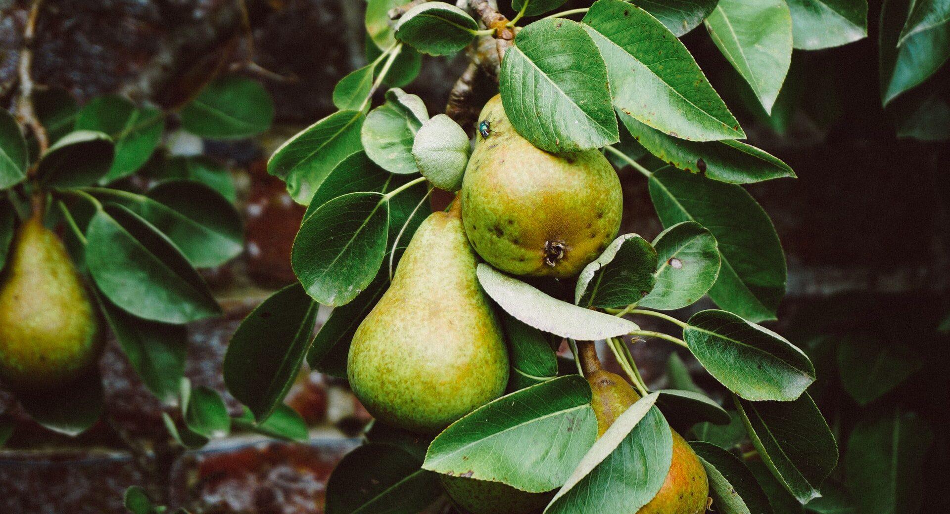 Friendly Breakfast Ideas